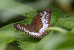 Limenitidinae