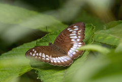Limenitidinae