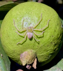 Olios