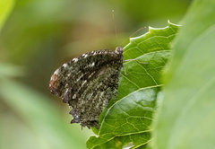 Elymnias nesaea
