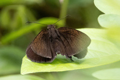 Ancistroides nigrita