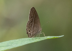 Mycalesis janardana