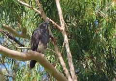 Macheiramphus alcinus