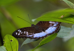 Limenitidinae
