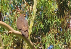 Macheiramphus alcinus
