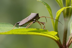 Mictis longicornis