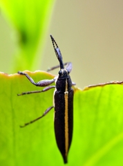 Rhinotia suturalis