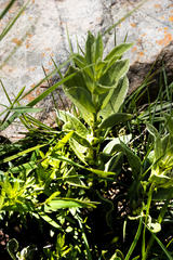 Eriosemopsis subanisophylla