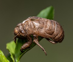 Cicadinae