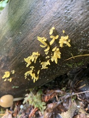 Calocera cornea