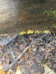 Calocera cornea