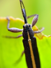 Rhinotia suturalis
