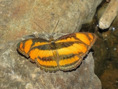 Athyma inara
