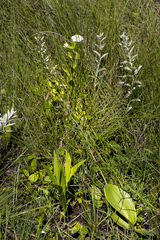 Eriospermum mackenii