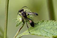 Sphecini