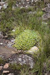 Euphorbia pulvinata