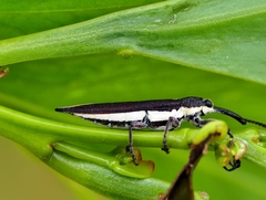 Rhinotia suturalis