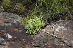 Euphorbia pulvinata