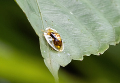 Aspidimorpha furcata