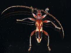 Coptocercus aberrans