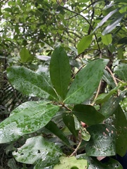 Ardisia