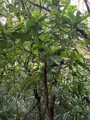 Ardisia