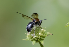 Nomia fuscipennis