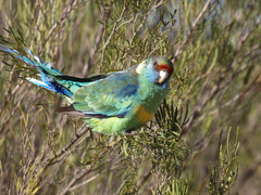 Barnardius zonarius barnardi