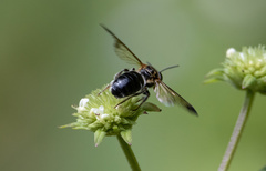Nomia fuscipennis
