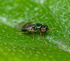 Microchrysa