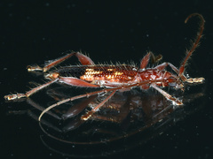 Coptocercus aberrans