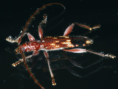 Coptocercus aberrans