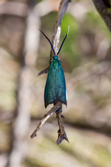 Pollanisus viridipulverulenta