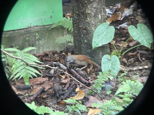 Black-necklaced Scimitar Babbler (Erythrogenys erythrocnemis), photo 6