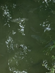 Oreochromis niloticus