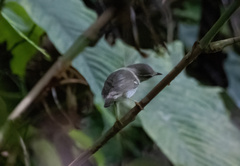 Phylloscopus borealis