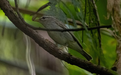 Phylloscopus borealis