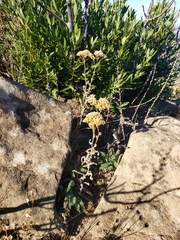 Achillea millefolium
