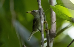 Phylloscopus borealis