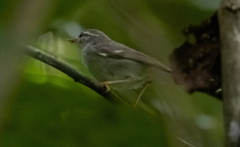 Phylloscopus borealis