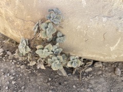 Forsskaolea tenacissima