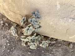 Forsskaolea tenacissima