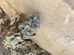 Forsskaolea tenacissima