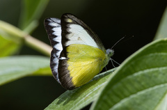 Appias lyncida