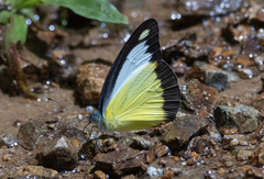 Appias lyncida