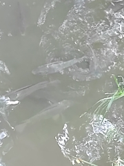 Oreochromis niloticus