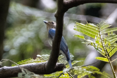 Cyanoptila cumatilis
