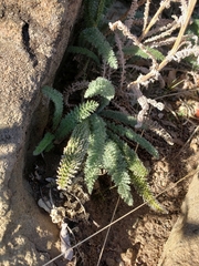 Achillea millefolium