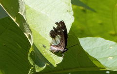 Polyura athamas