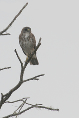 Buteo solitarius